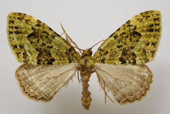 Austrocidaria erasta