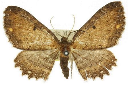 Eccymatoge fulvida