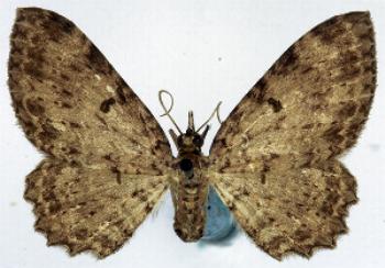 Collix ghosha