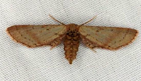 Eremodorea haplopsara