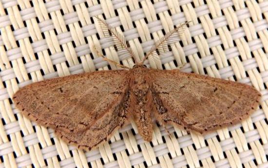 Eremodorea haplopsara