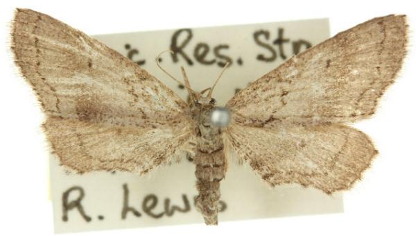 Eremodorea haplopsara