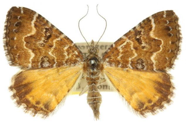 Chrysolarentia heterotropa