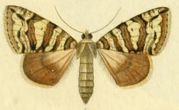 Polyclysta hypogrammata
