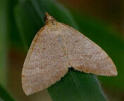 Chrysolarentia insulsata