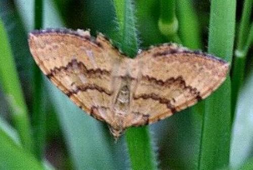Chrysolarentia insulsata