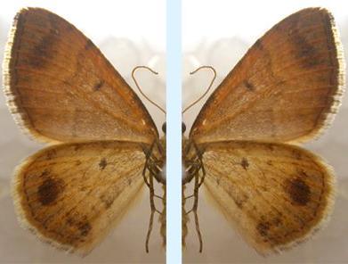 Chrysolarentia insulsata