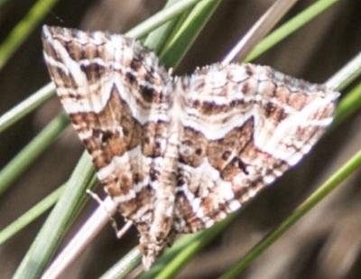 Chrysolarentia interruptata