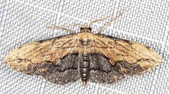 Gymnoscelis kennii