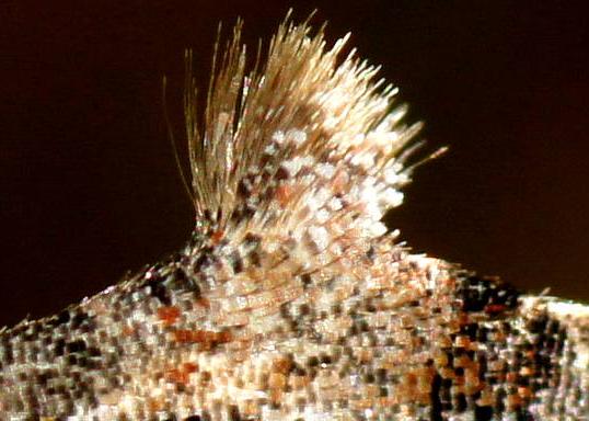 Phrissogonus laticostata