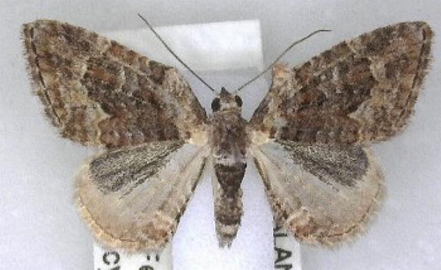 Phrissogonus laticostata