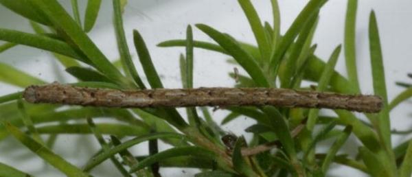 Chrysolarentia leucophanes