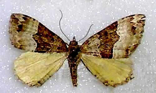 Chrysolarentia lucidulata