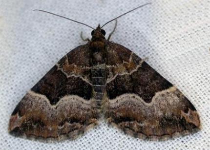 Chrysolarentia lucidulata