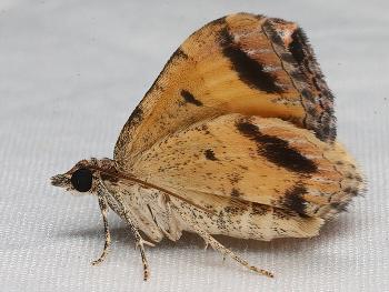 Chrysolarentia lucidulata