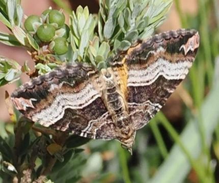 Chrysolarentia lucidulata