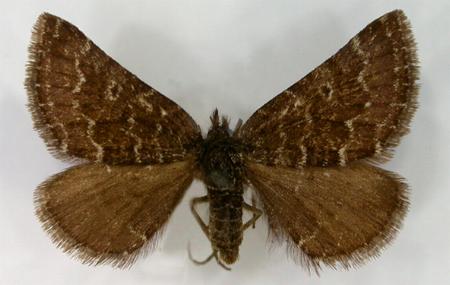 Chrysolarentia melanchlaena
