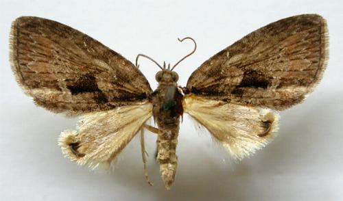 Microdes melanocausta