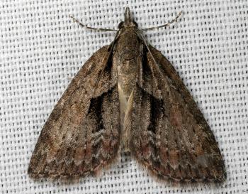 Microdes melanocausta