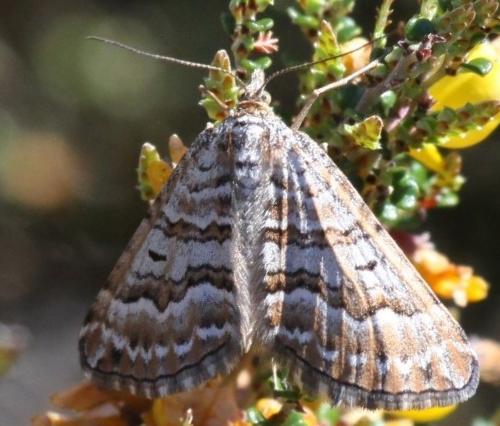 Chrysolarentia nephodes