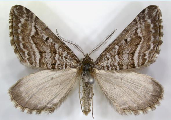 Chrysolarentia nephodes