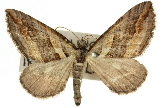 Melitulias oriadelpha