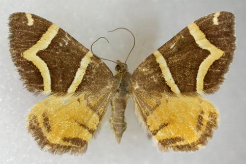 Chrysolarentia oxygona