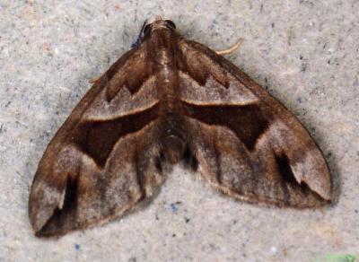 Chaetolopha oxyntis