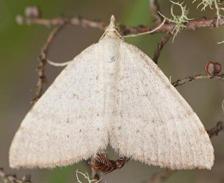 Chrysolarentia panochra
