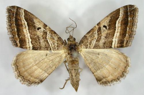 Xanthorhoe percrassata