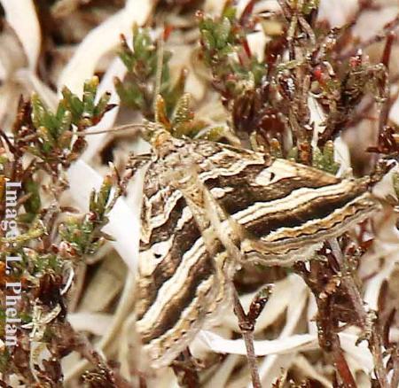 Xanthorhoe percrassata