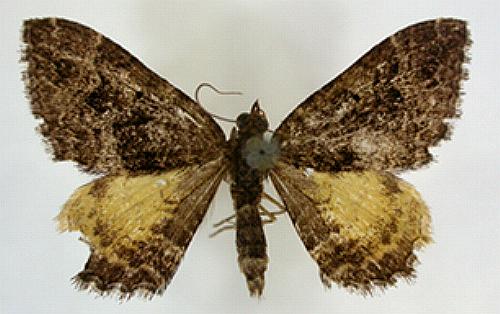 Chrysolarentia perialla