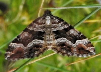 Chrysolarentia persimilis