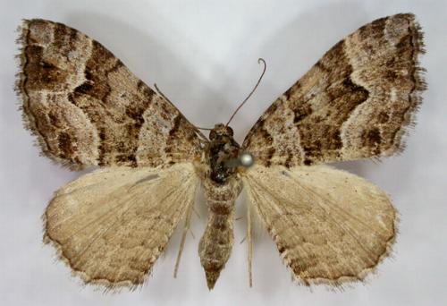 Chrysolarentia persimilis