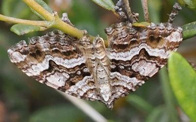 Chrysolarentia persimilis