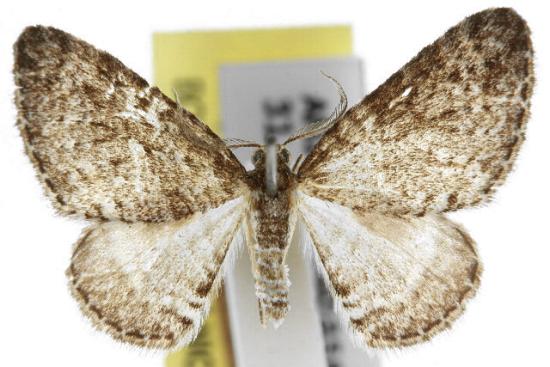Aponotoreas petrodes