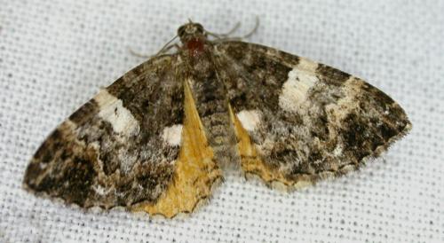 Chrysolarentia phaedra