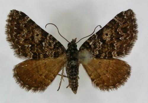 Chrysolarentia phaeoxutha