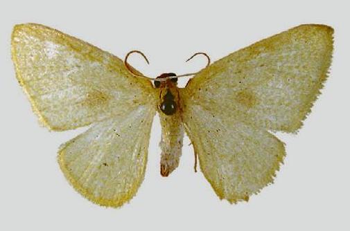 Poecilasthena pisicolor