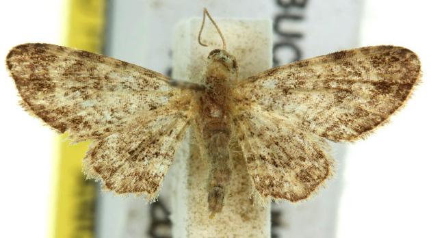 Chloroclystis pyrrholopha