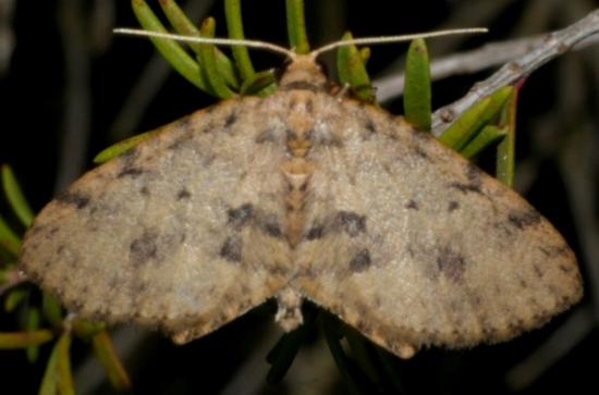 Poecilasthena scoliota