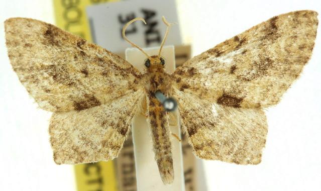 Poecilasthena scoliota