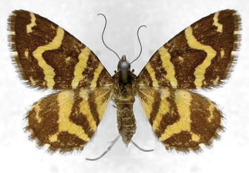 Chrysolarentia stereozona