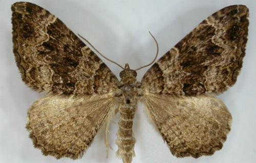 Xanthorhoe strumosata