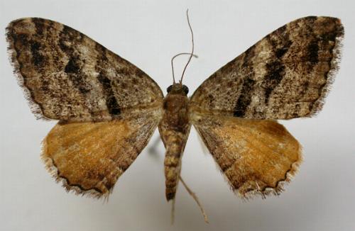 Chrysolarentia tacera