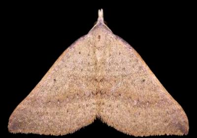 Anachloris tofocolorata