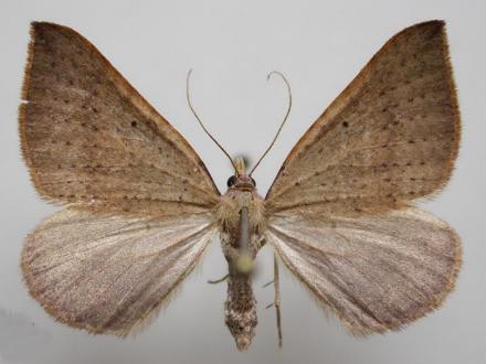 Anachloris tofocolorata