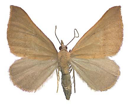 Anachloris tofocolorata