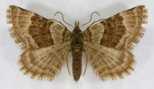 Chrysolarentia tristis