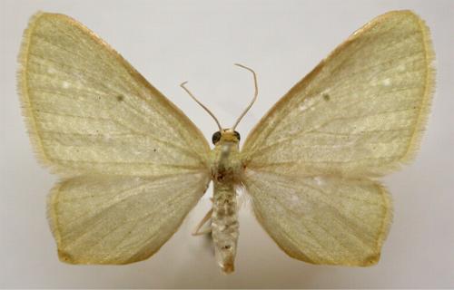 Poecilasthena urarcha